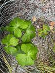 Plant name: Wild Geranium; Spotted Geranium Geranium maculatum 